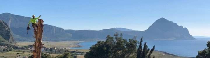 Abbattimento Alberi controllato in Sicilia