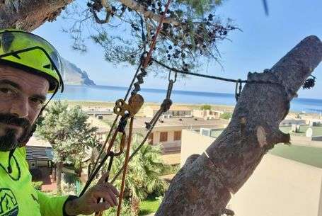 ABBATTIMENTO ALBERI CONTROLLATO IN SICILIA